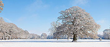 森林狼队新进球员斩获MVP